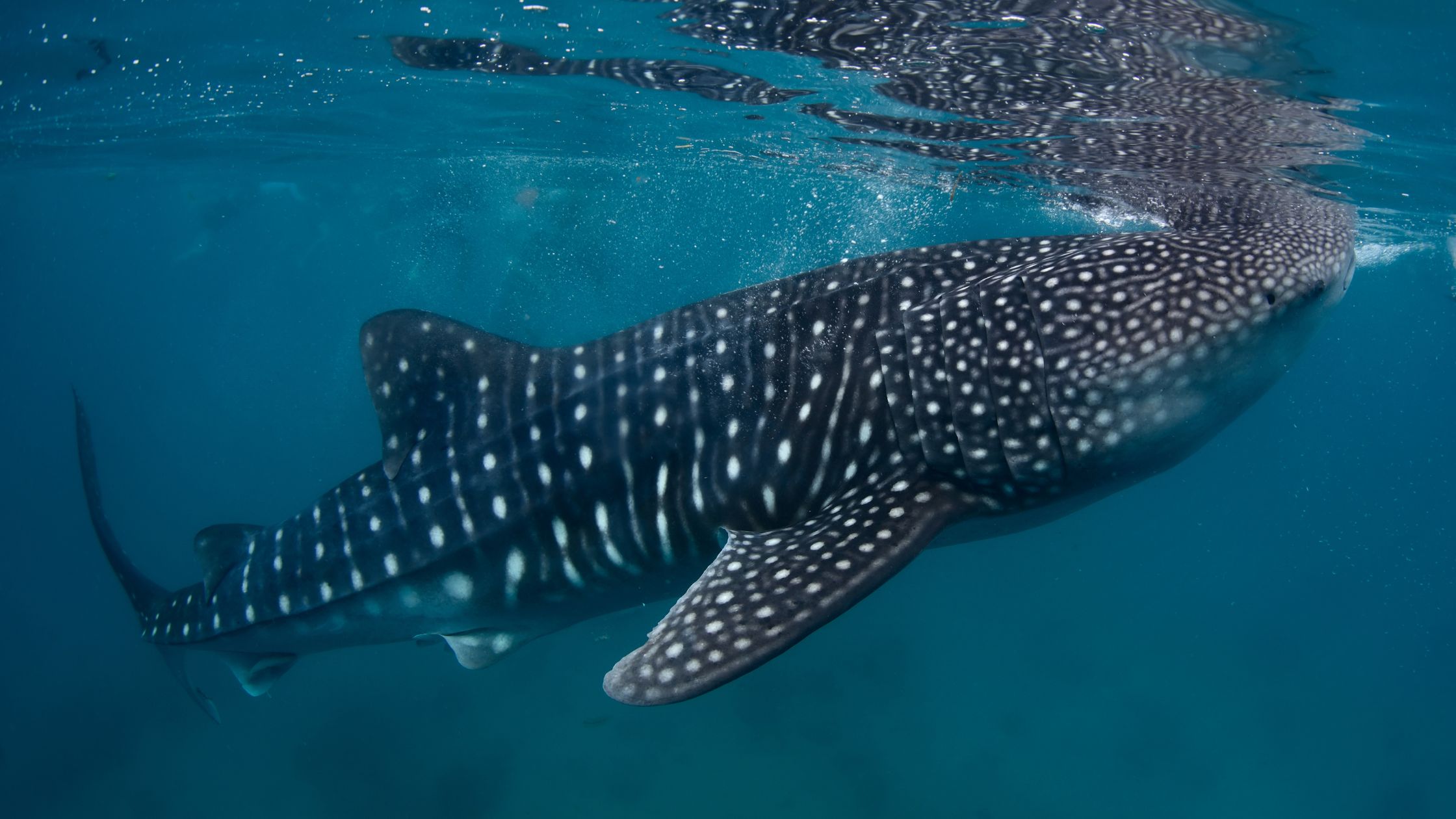 Whale Shark Watching